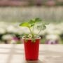 Strawberry – Ozark Beauty – 4.5″ Pot